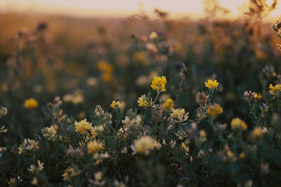 jupiter trine venus astrology