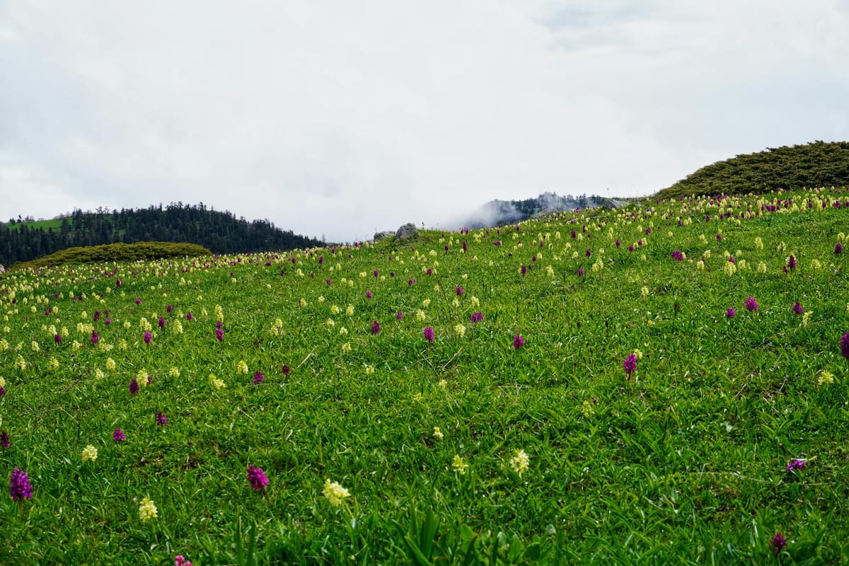 Taurus Zodiac Sign: Dates, Traits & Compatibility