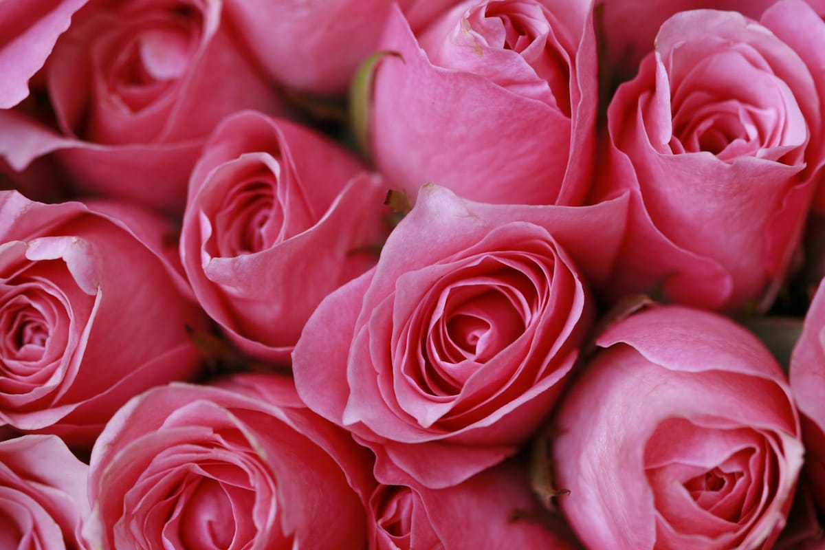 Venus in Astrology: Signs, Houses & Meaning