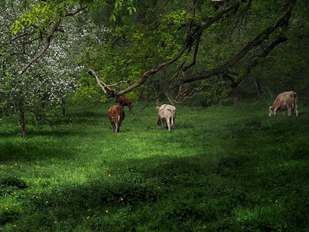 Taurus Rising: Your Ascendant, Appearance, and the Energy You Project