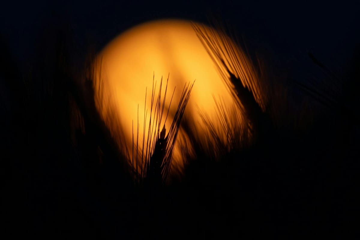 Moon in Virgo: Service, Analysis, and Emotional Perfectionism