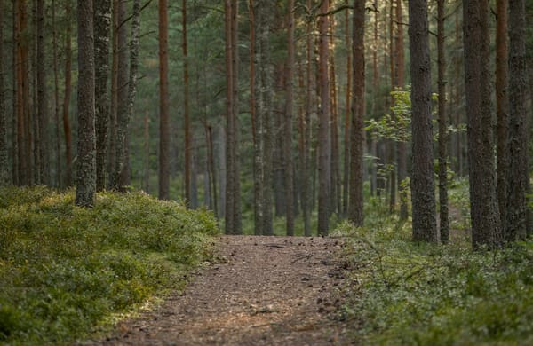 South Node in Astrology: Past Life Karma and Natural Gifts