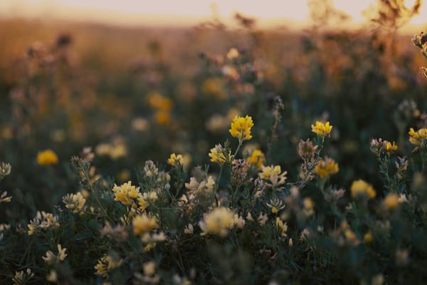 jupiter trine venus astrology