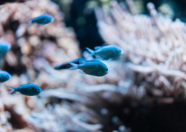 sun in pisces astrology