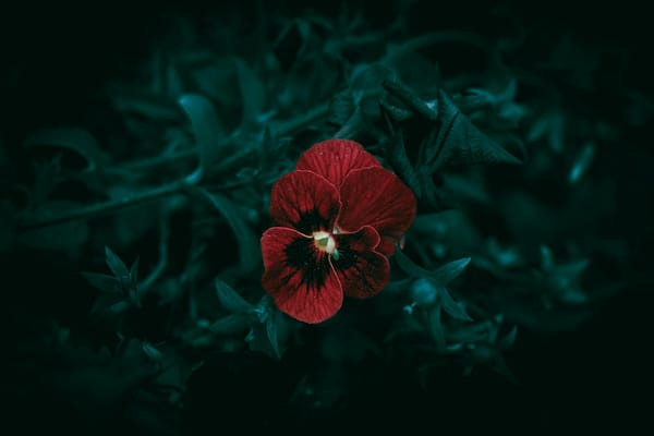 sun in scorpio astrology