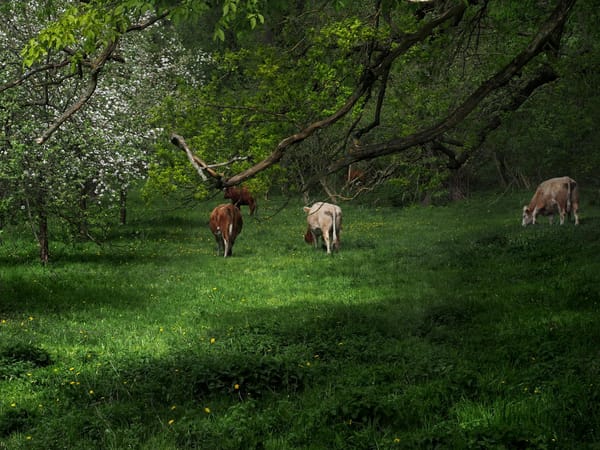 Taurus Rising: Your Ascendant, Appearance, and the Energy You Project