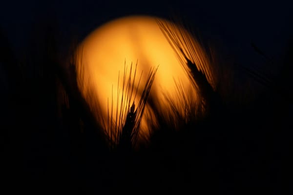 Moon in Virgo: Service, Analysis, and Emotional Perfectionism